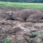 रायगढ़ : धरमजयगढ़ वनमंडल अंतर्गत ग्राम मेढरमार में मृत हाथी घटना पर वन विभाग द्वारा की गई कार्यवाही