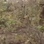 सीएएफ, जिला पुलिस बल की बड़ी सफलता, DAKMS अध्यक्ष नक्सली सोमलू कश्यप गिरफ्तार