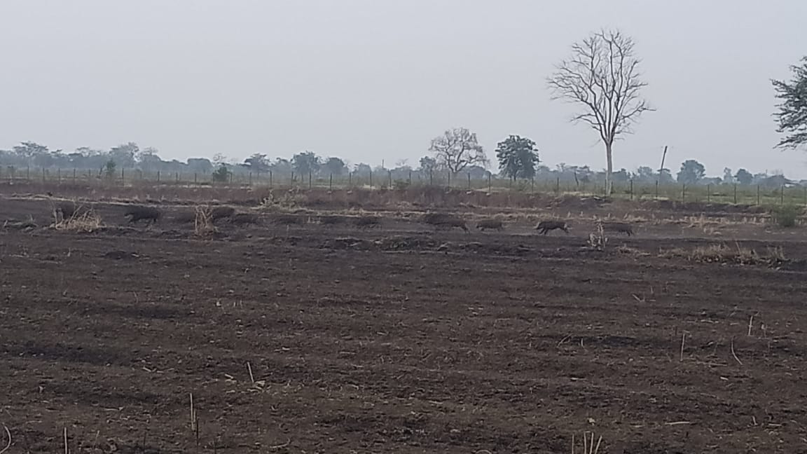 डंगनिया-ब में जंगली सुवरों का आतंक, दर्जनों की तादाद में रहवासी इलाको में चहलकदमी से ग्रामीण भयभीत